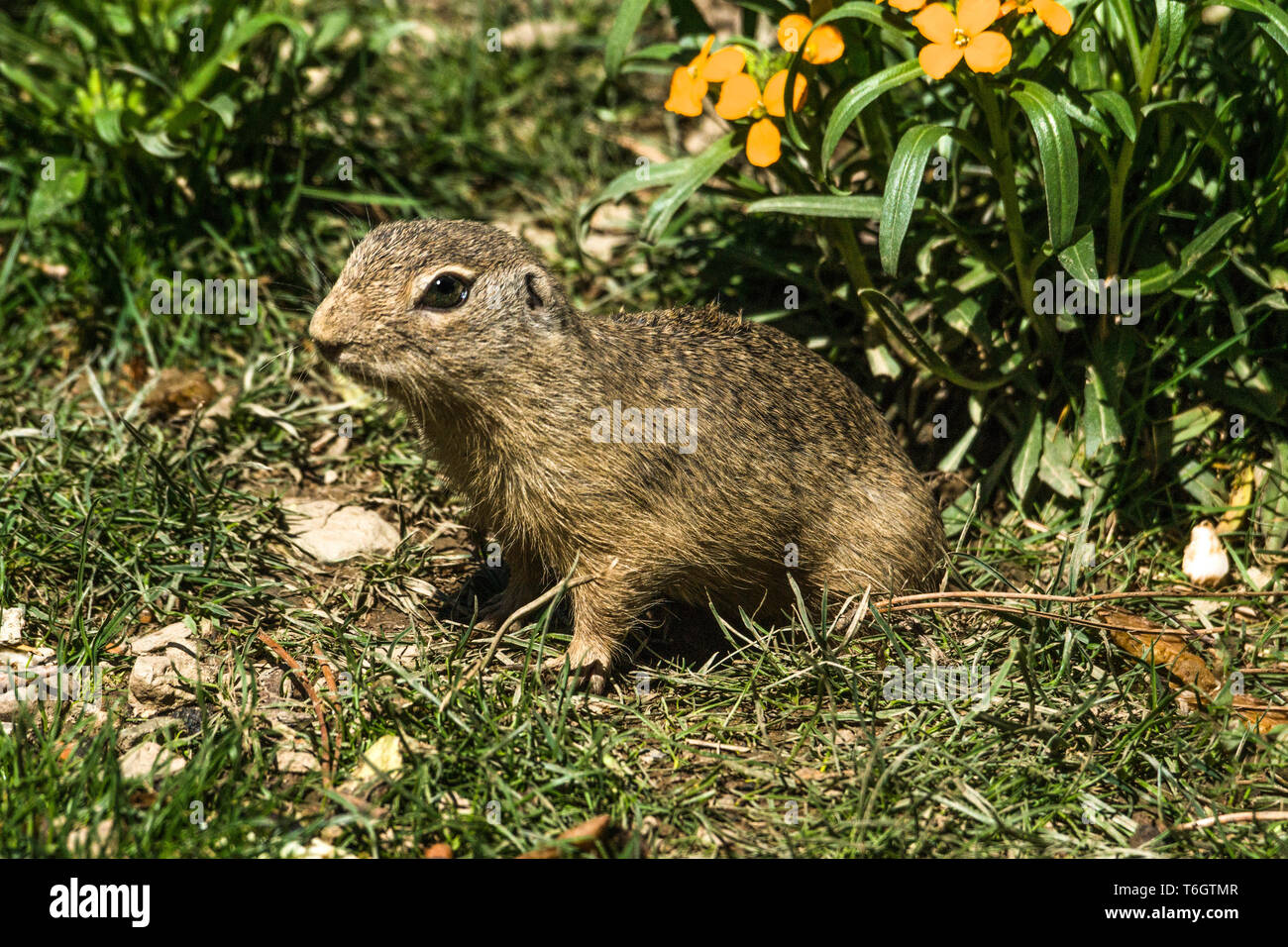 Suslik europea (Citellus souslicus) un avviso molto maschio di raccogliere la biancheria da letto per la sua casa della metropolitana. Lo stato dell'IUCN elenca come vulnerabili. Foto Stock
