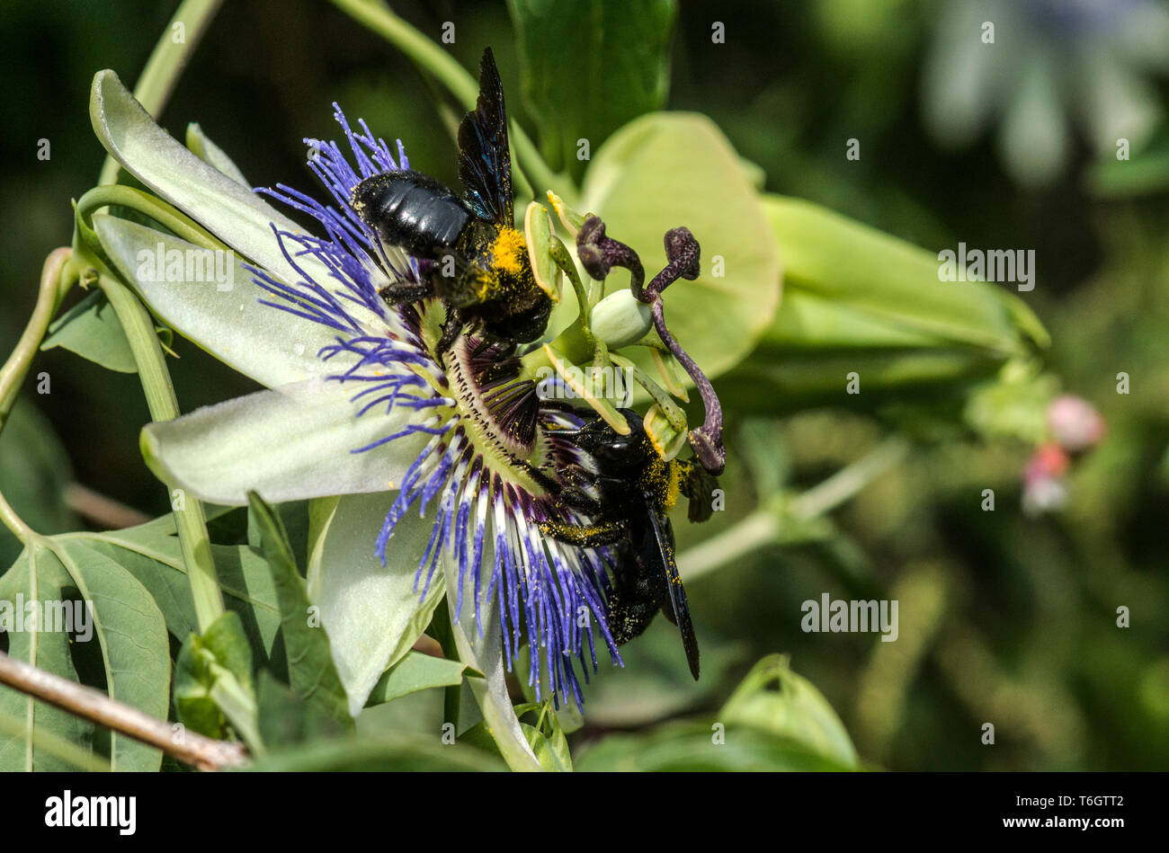 Carpenter Bee (Xylocopa valga) Questo grande bee è qui su un fiore della passione (Passiflora caerulea). Foto Stock