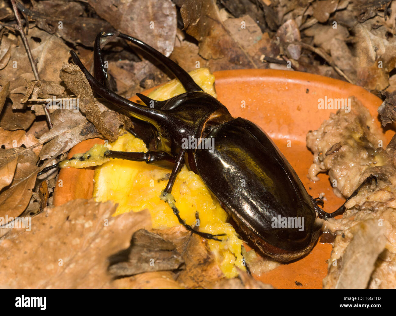 Caucaso Beetle (Chalcosoma Caucaso).una molto grande coleottero che si trovano in Malesia, Indonesia, Tailandia,ecc. Foto Stock