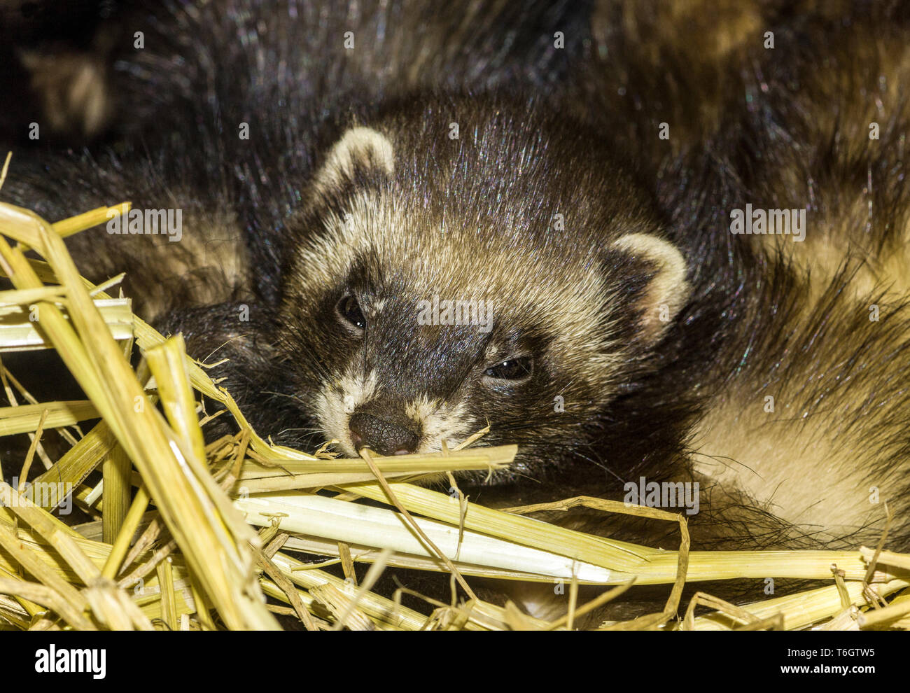 Polecat europea (Mustela putorius) adulto in artificiale den. Foto Stock