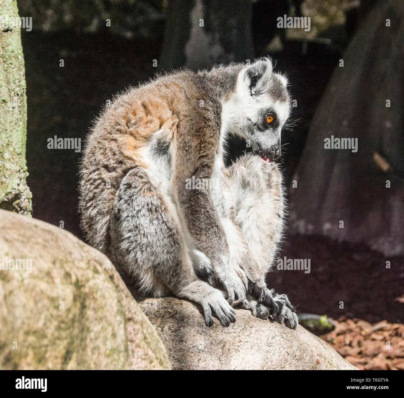 Anello-tailed Lemur (Lemur catta).fotografato a Stoccolma Zoo.la Svezia. Foto Stock