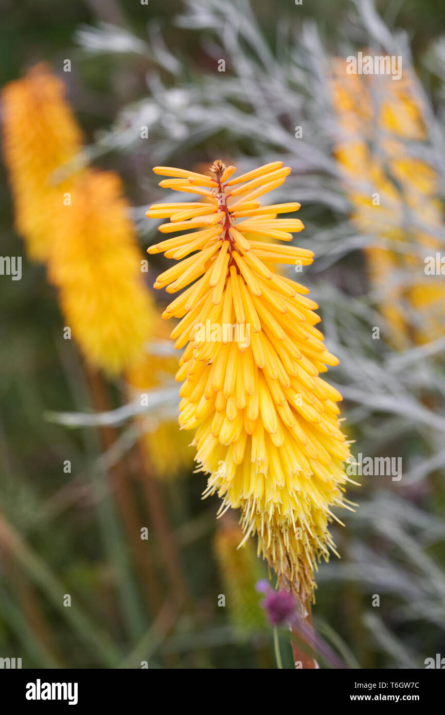 Kniphofia "scettro hining' Fiore. Foto Stock