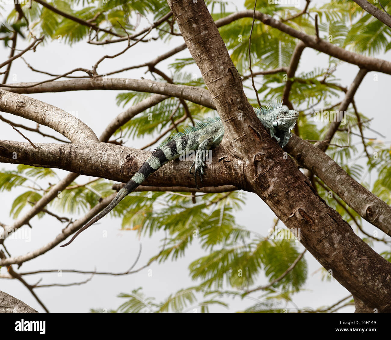 Una grossa Iguana (Iguanidae) nella corona di un grande albero, è collocato su un ramo forcella, sullo sfondo - Location: Caribbean, Guadalupa Foto Stock