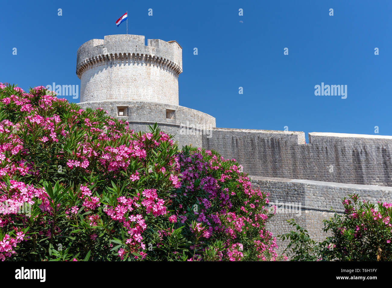 Dubrovnik. Fiori e mura cittadine. Dalmazia. Croazia. Europa. Foto Stock