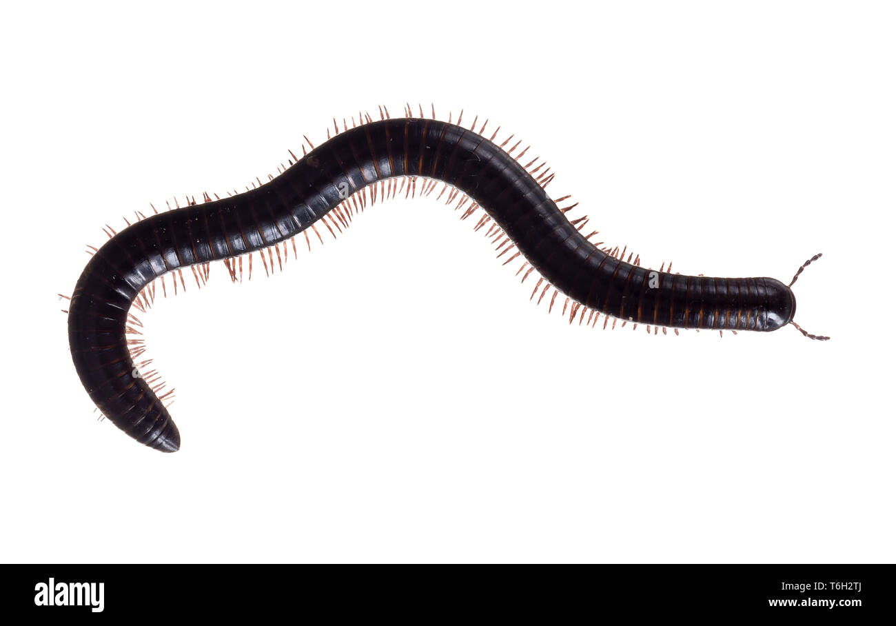 Julidae. Il marrone scuro e arancio millepiedi, circa 7cm di lunghezza, l'Europa. La ultimate creepy crawly. Isolato su sfondo bianco. Foto Stock