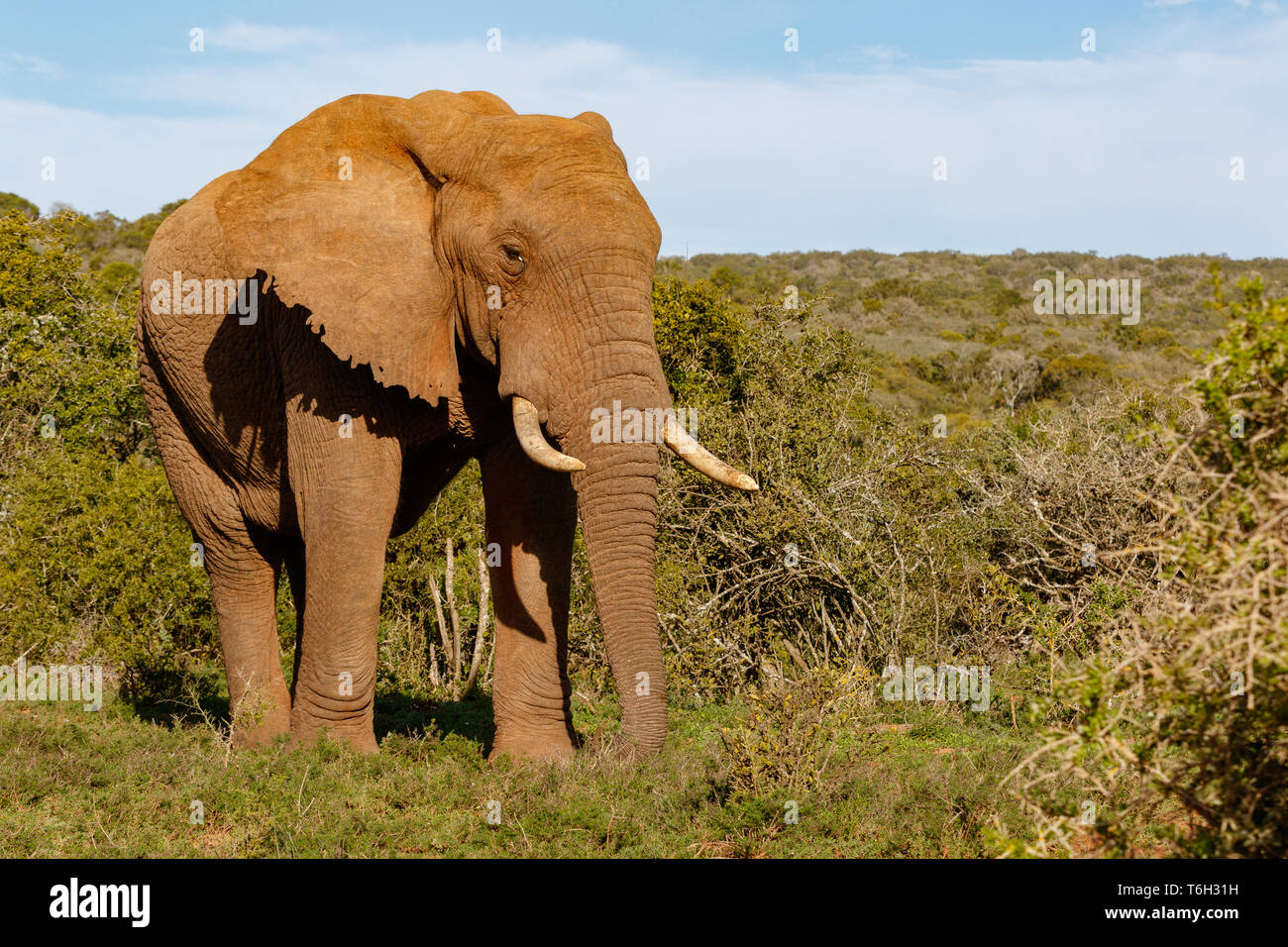 Elefante orgogliosamente a piedi attraverso le boccole Foto Stock