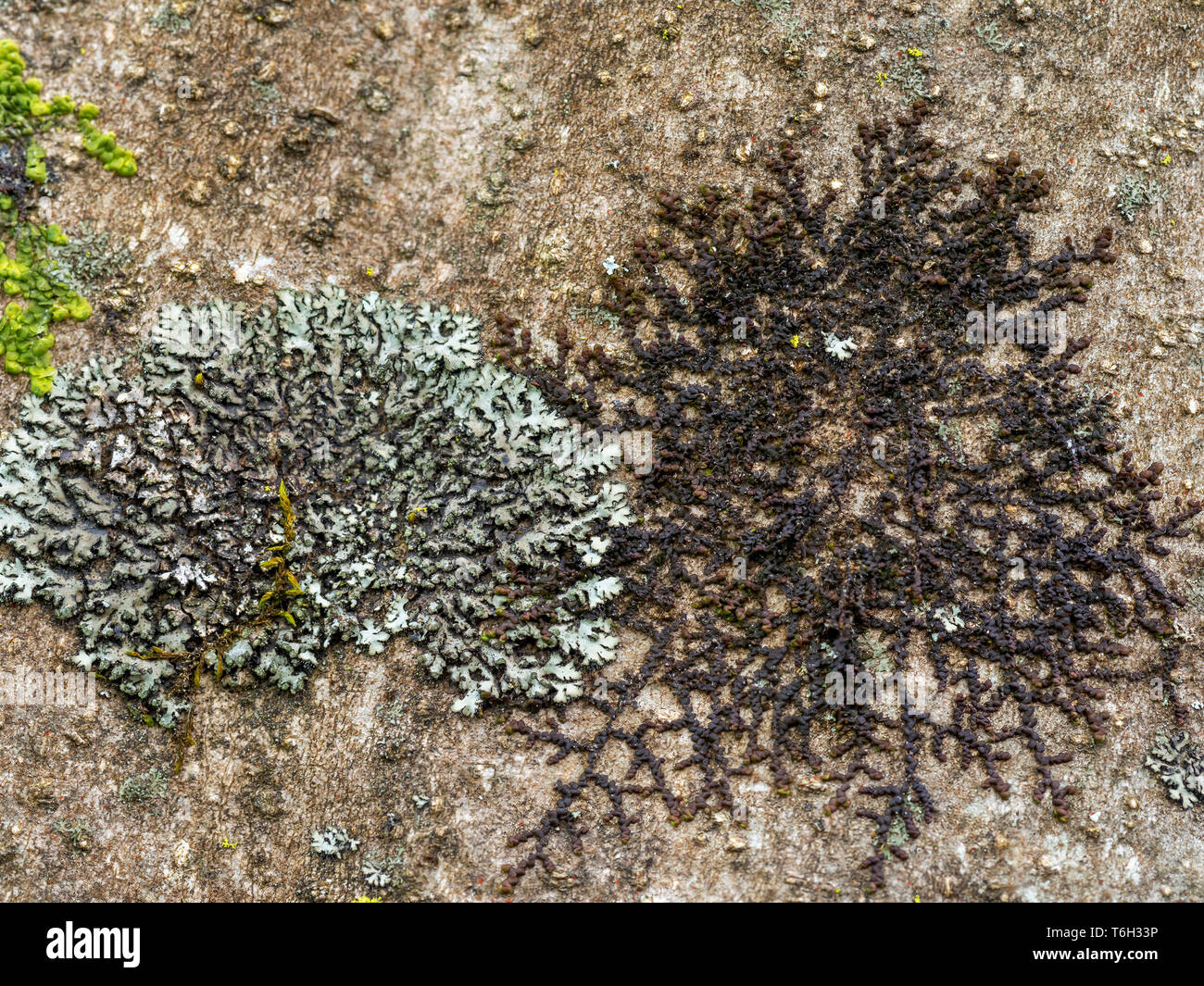 Il Lichen. Phaeophyscia orbicularis e probabilmente Frullania dilatata . Foto Stock