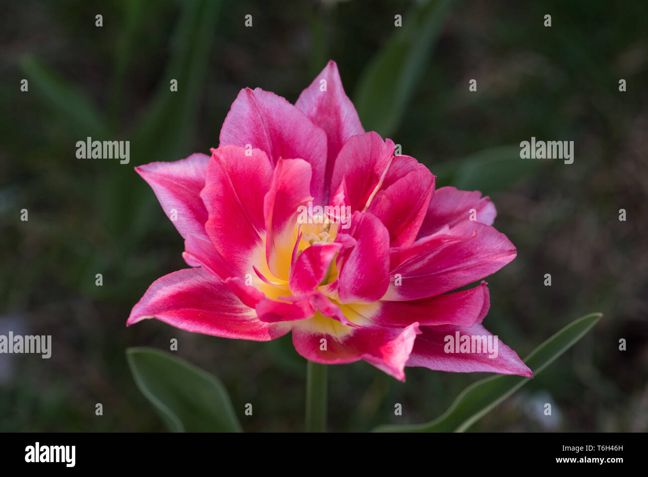 Una splendida fioritura tulip dettagli Foto Stock Una splendida fioritura tulip dettagli Foto Stock