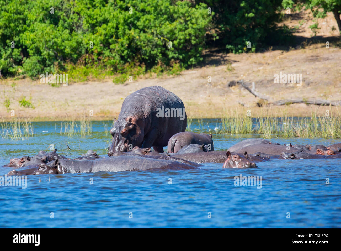 Enorme mandria di hippos Foto Stock
