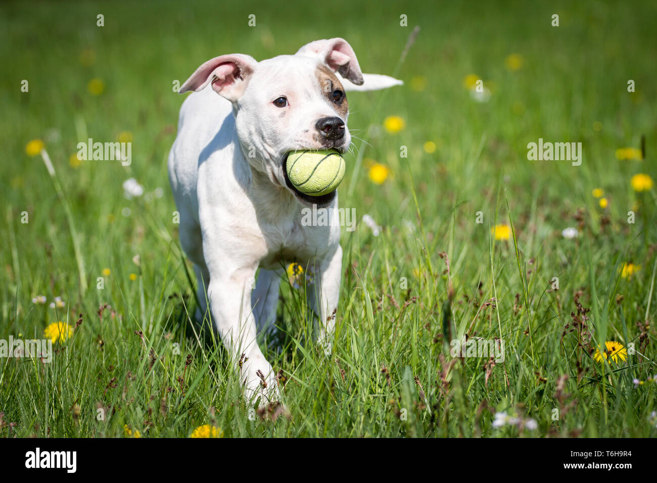 Cucciolo White Pit Bull che gioca con una palla gialla sul prato primaverile Foto Stock