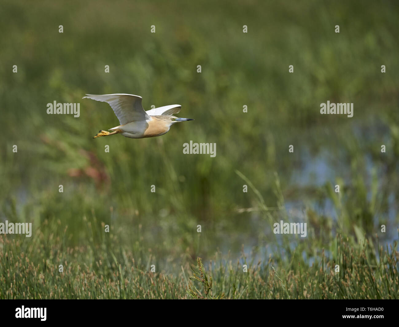 Sgarza ciuffetto Ardeola ralloides, Est Europa Foto Stock