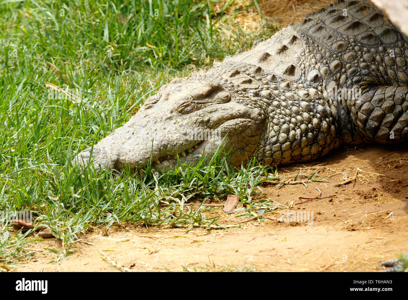 Lazy coccodrillo dorme sull'erba Foto Stock