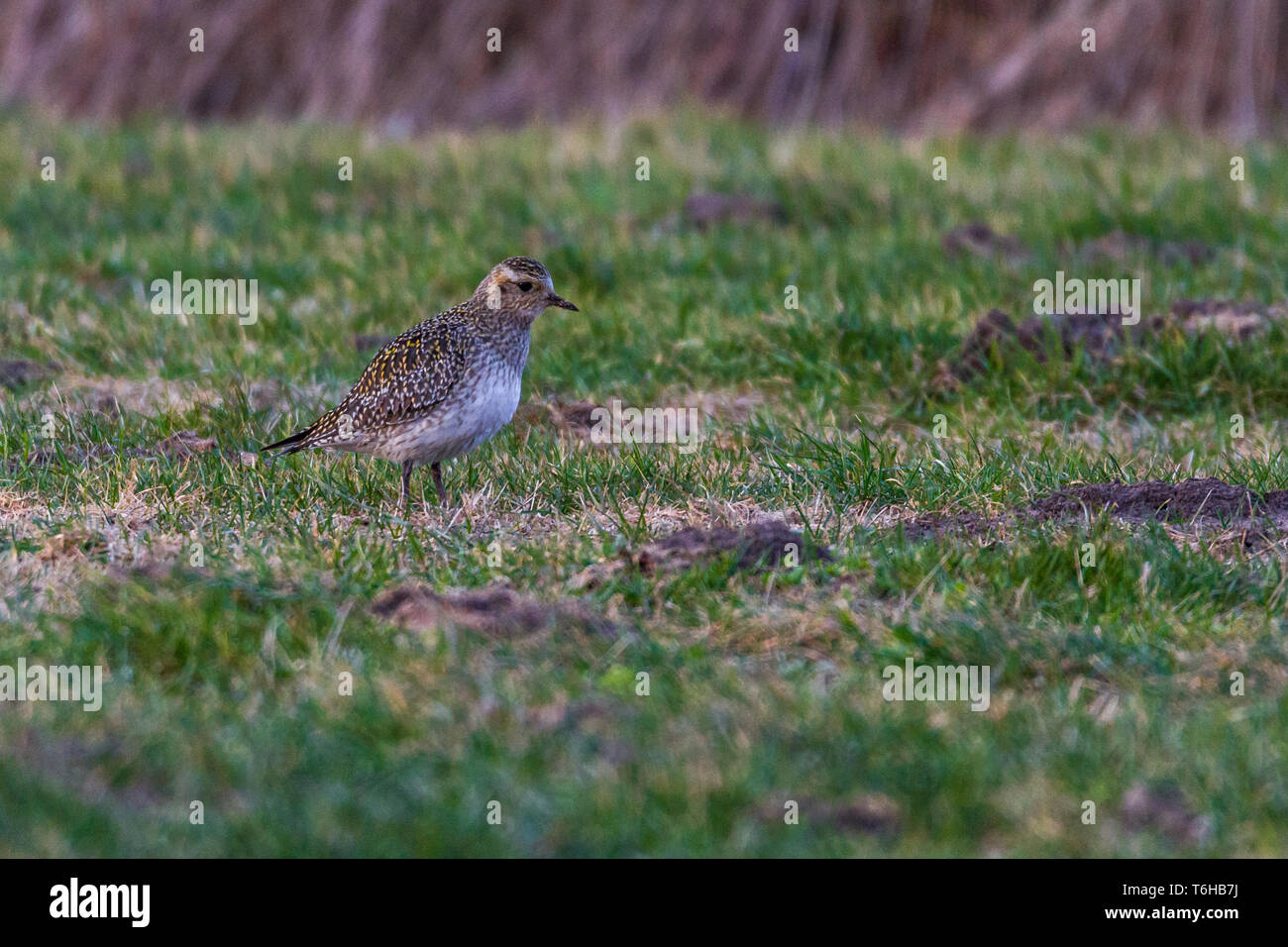 European golden plover - Pluvialis apricaria Foto Stock