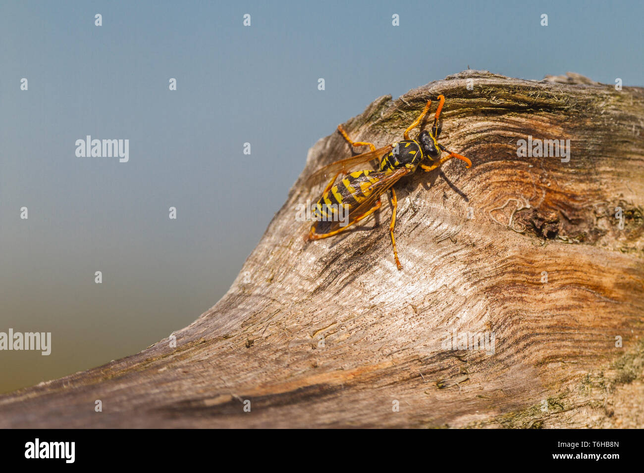 Social wasp - Vespidae Foto Stock
