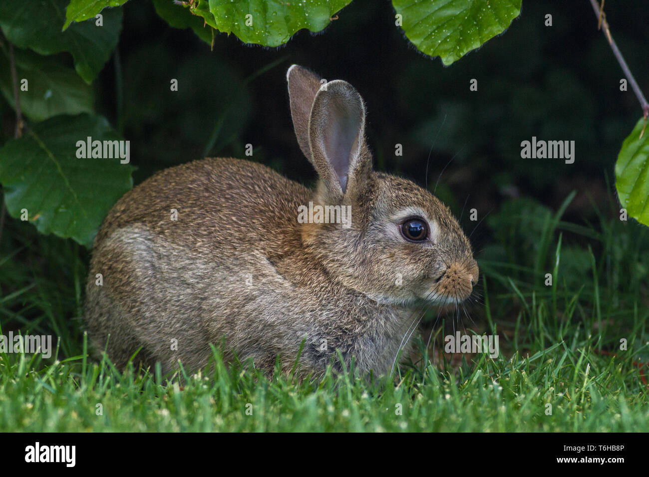 Comune - coniglio oryctolagus cuniculus Foto Stock