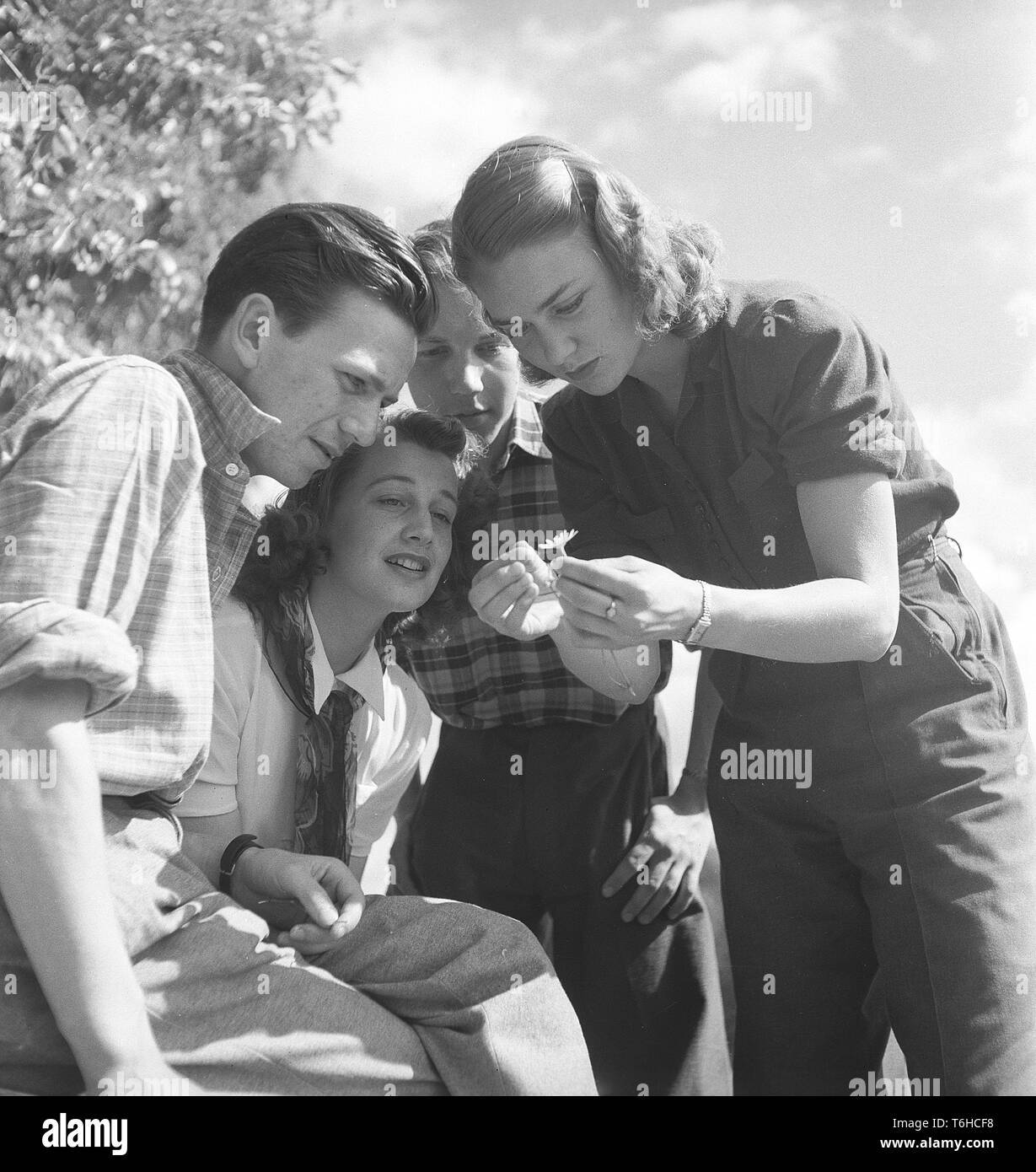 1940s'estate. Una giovane donna tira le foglie di un fiore uno per uno e dice al tempo stesso: ama me. Quando lei pulles della foglia successivo ella dirà: mi ama non. Gli ultimi residui di foglie ci dirà se lui la ama o non. Un canto tradizionale eseguita in tutto il mondo. Foto Kristoffersson ref E80-4 Svezia 1943 Foto Stock