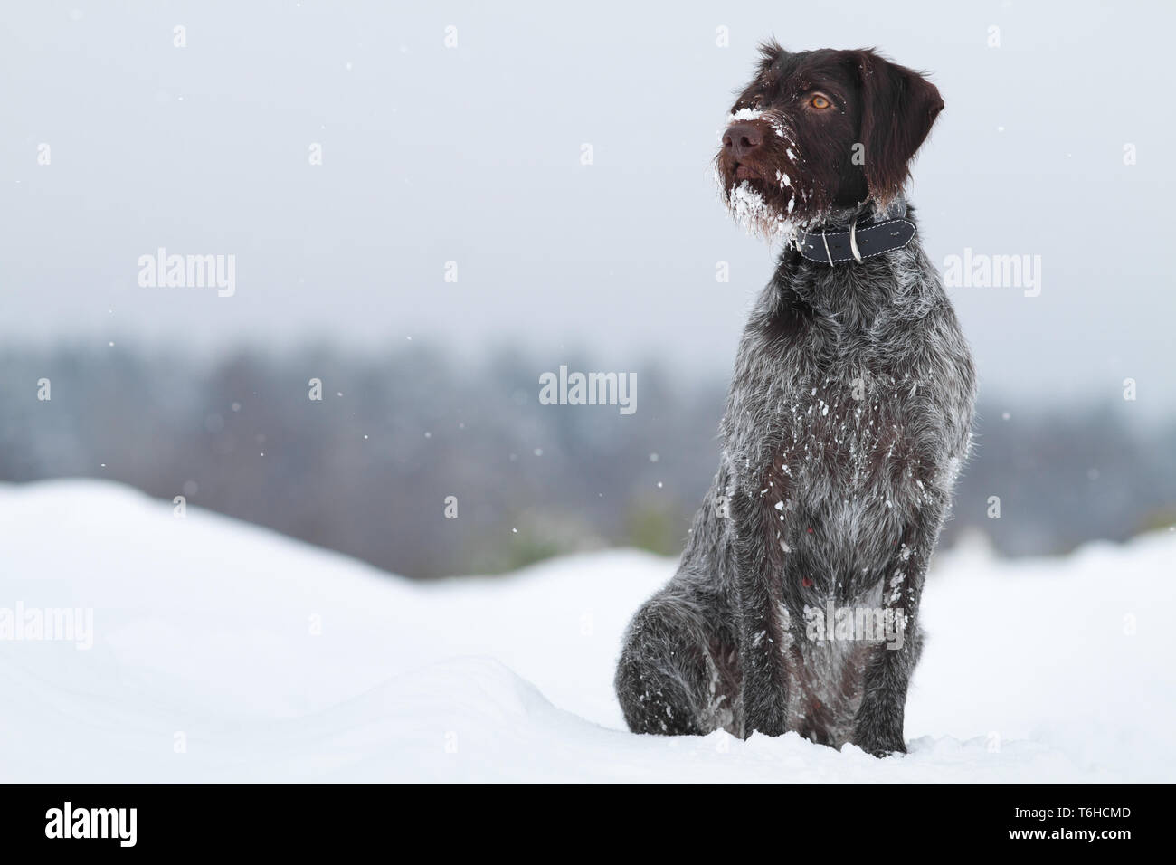 Cane da caccia in seduta la neve in inverno sfondo sfocato Foto Stock