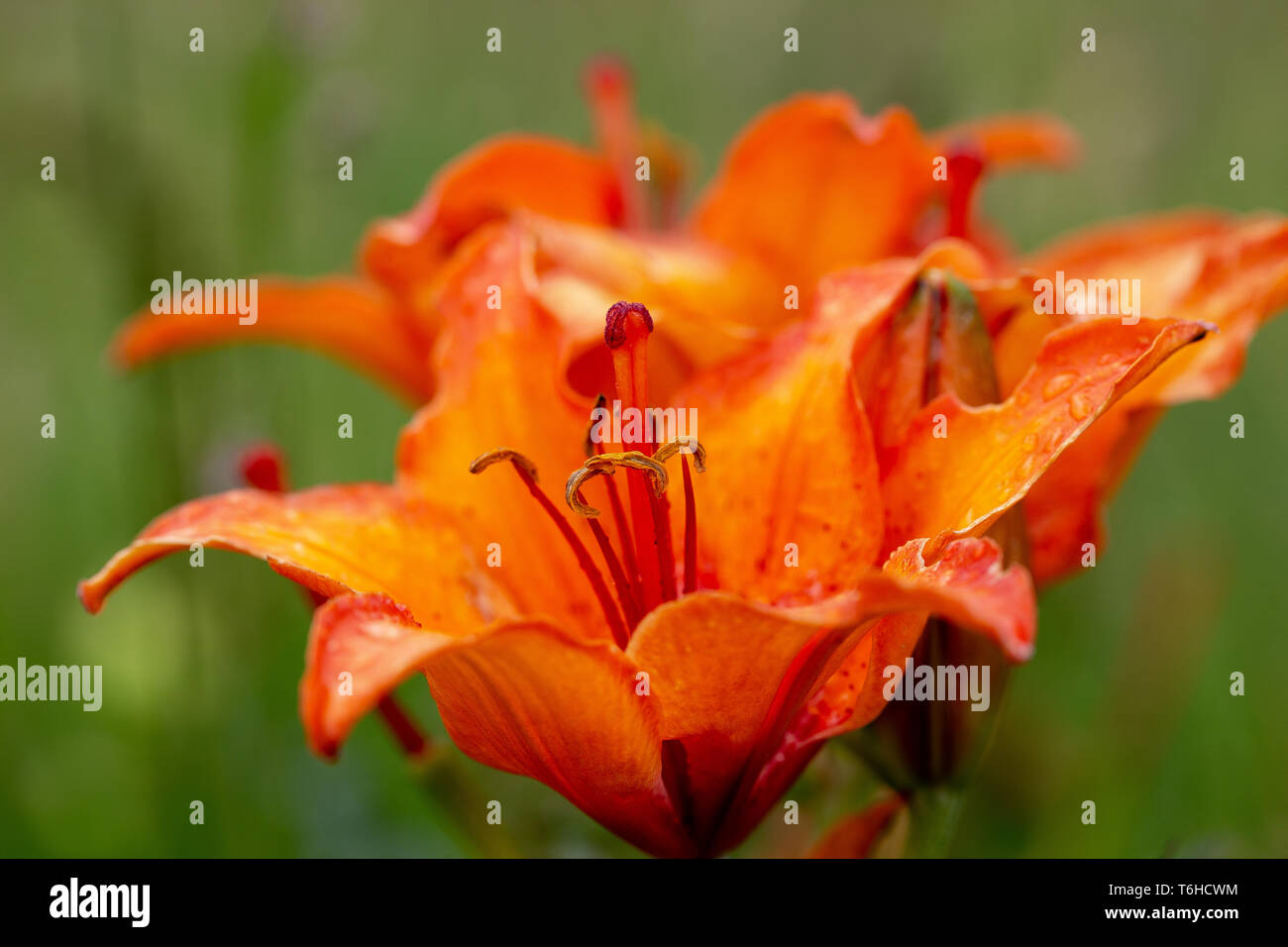 Il Lilium bulbiferum. Giglio rosso. Foto Stock