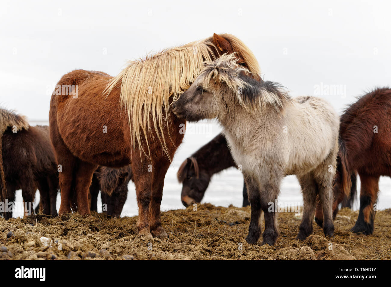 Close-up di un gruppo di cavalli islandesi davanti a uno sfondo luminoso, uno degli animali è un puledro, si accoccola la sua testa su un animale adulto - Posizione Foto Stock