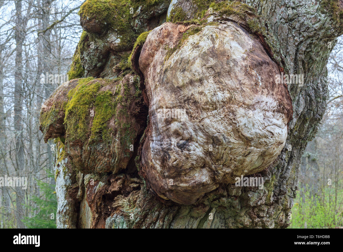 Burl di una vecchia quercia Foto Stock