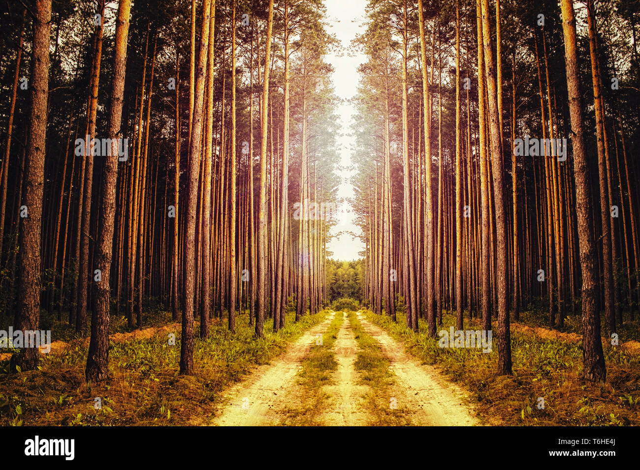 Bella foresta mistica close up con nebbia e sole. Foto Stock