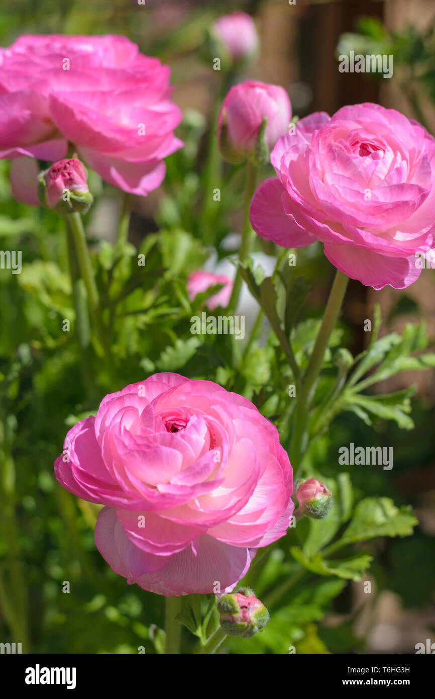Ranunculus asiaticus Tecolote rosa (ranuncolo persiano) Foto Stock