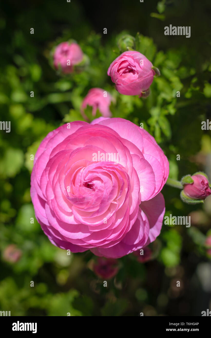 Ranunculus asiaticus Tecolote rosa (ranuncolo persiano) Foto Stock