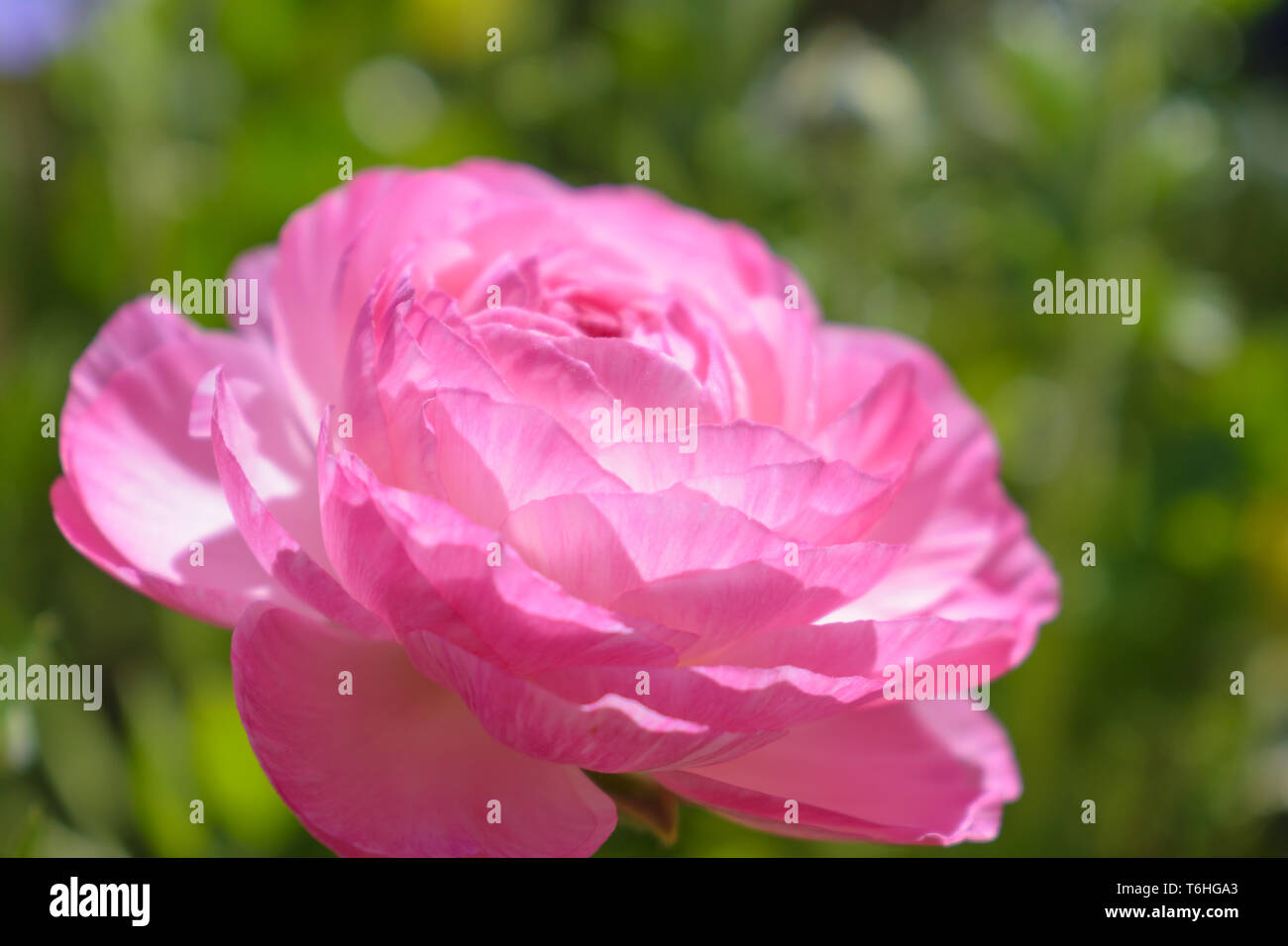 Ranunculus asiaticus Tecolote rosa (ranuncolo persiano) Foto Stock