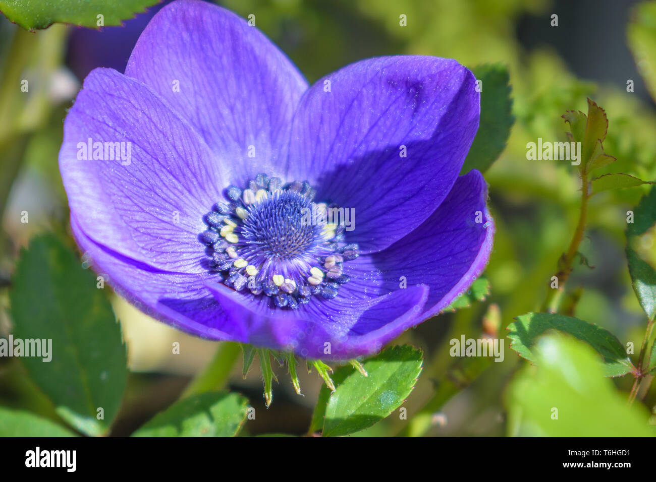 Anemone viola blossom close up, dettaglio Foto Stock