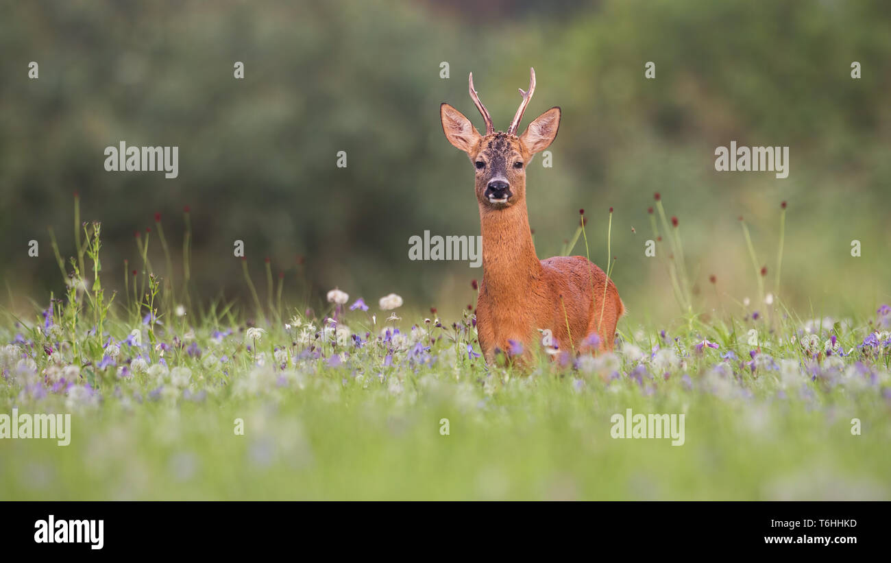 Il Roe Deer buck verde con sfondo sfocato per la copia Foto Stock