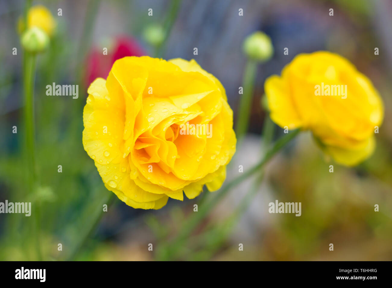 Ranunculus asiaticus giallo (ranuncolo persiano) Foto Stock
