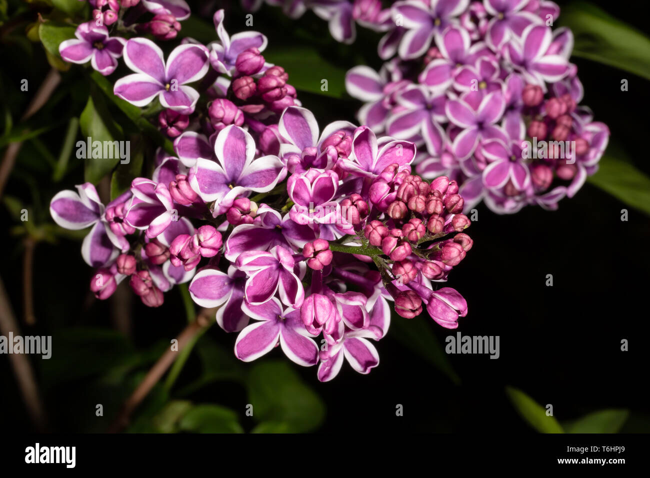 Fotografia a colori del mazzo di fiori lilla e gemme (Syringa vulgaris) con sfondo scuro. Foto Stock