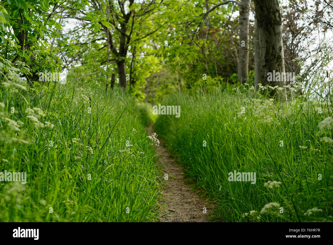 Stretto sentiero conduce attraverso le alte erbe, fiori di colore bianco in primo piano, arbusti e alberi fuori dal percorso, visualizzare e profondità lungo la strada, estate sensazione - L Foto Stock