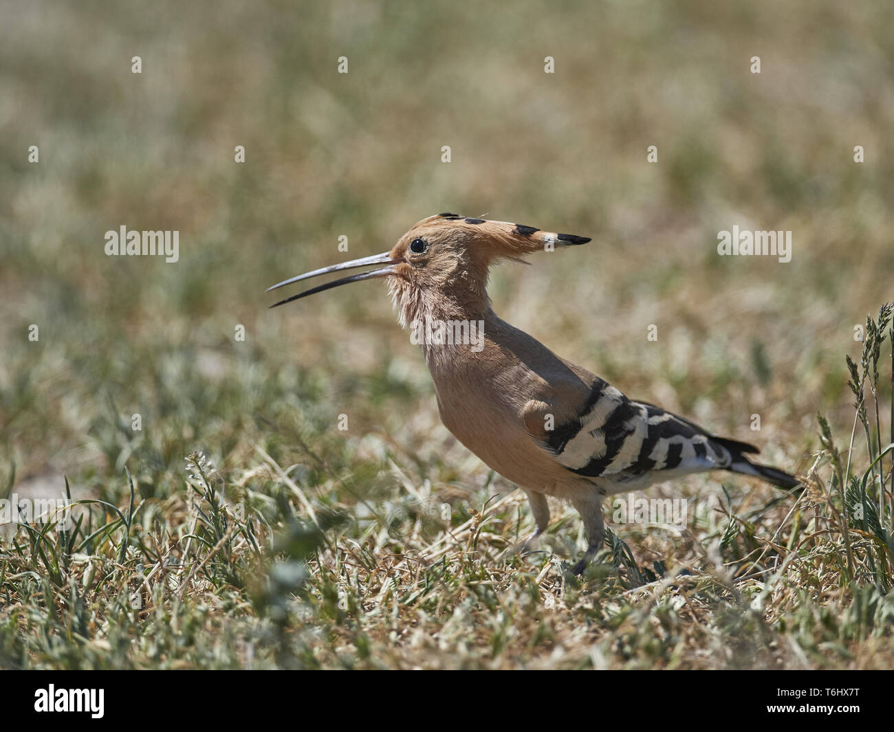 Eurasian upupa [Upupa epops] Foto Stock