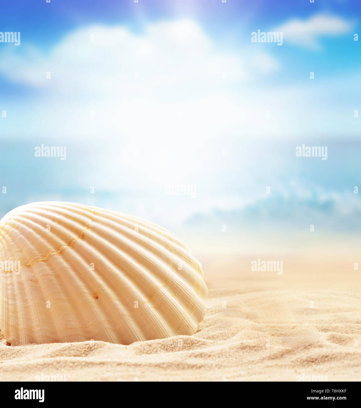 Summer Beach. Conchiglia su una spiaggia di sabbia e il cielo come sfondo. Foto Stock