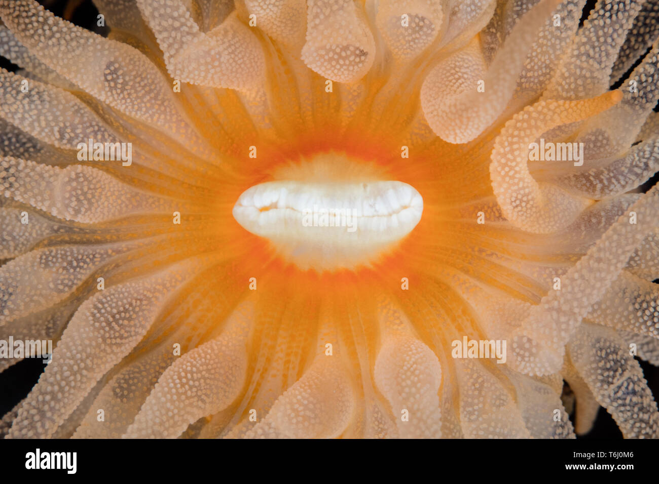 Una bella tazza di corallo, Tubastrea coccinea, cresce su un reef nello stretto di Lembeh, Indonesia. Questa zona è conosciuta per la sua rara vita marina tropicale. Foto Stock