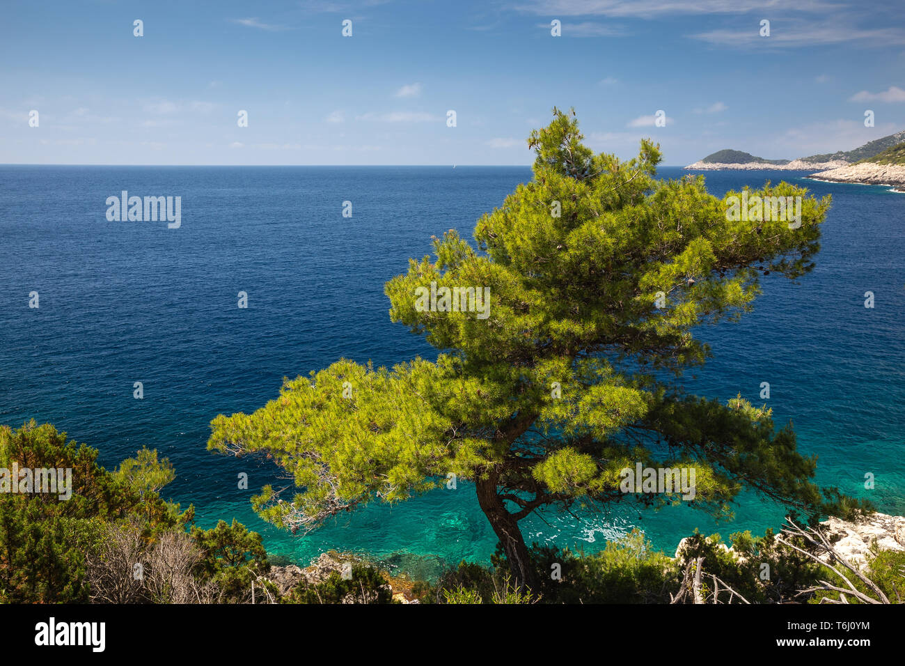 Pinus sulla baia di Saplunara. Isola di Mljet. Mare Adriatico. Croazia. Europa. Foto Stock