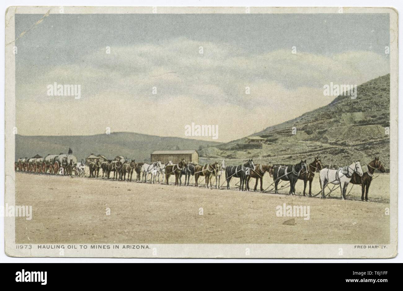 Detroit Publishing Company vintage cartolina del pack di treni di cavalli alaggio olio di mine in Arizona, 1914. Dalla Biblioteca Pubblica di New York. () Foto Stock