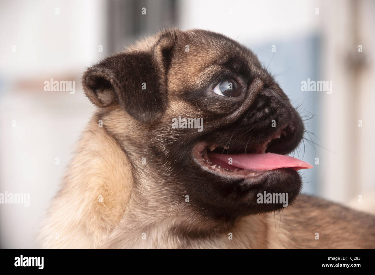 Cute cane pug razza hanno una domanda e rendere divertente sensazione faccia in modo che la felicità e il divertimento,fuoco selettivo,Dog Friendly concetto - OL8134313 Foto Stock