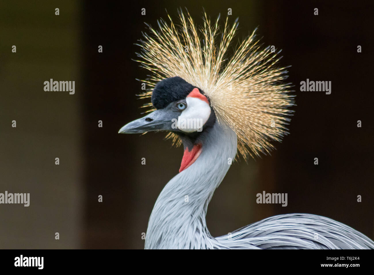 Ritratto di un maschio africano coronato gru con belle piume e splendidi colori e piumaggio d'oro sulla sua testa con arancione bianco e nero testa Foto Stock