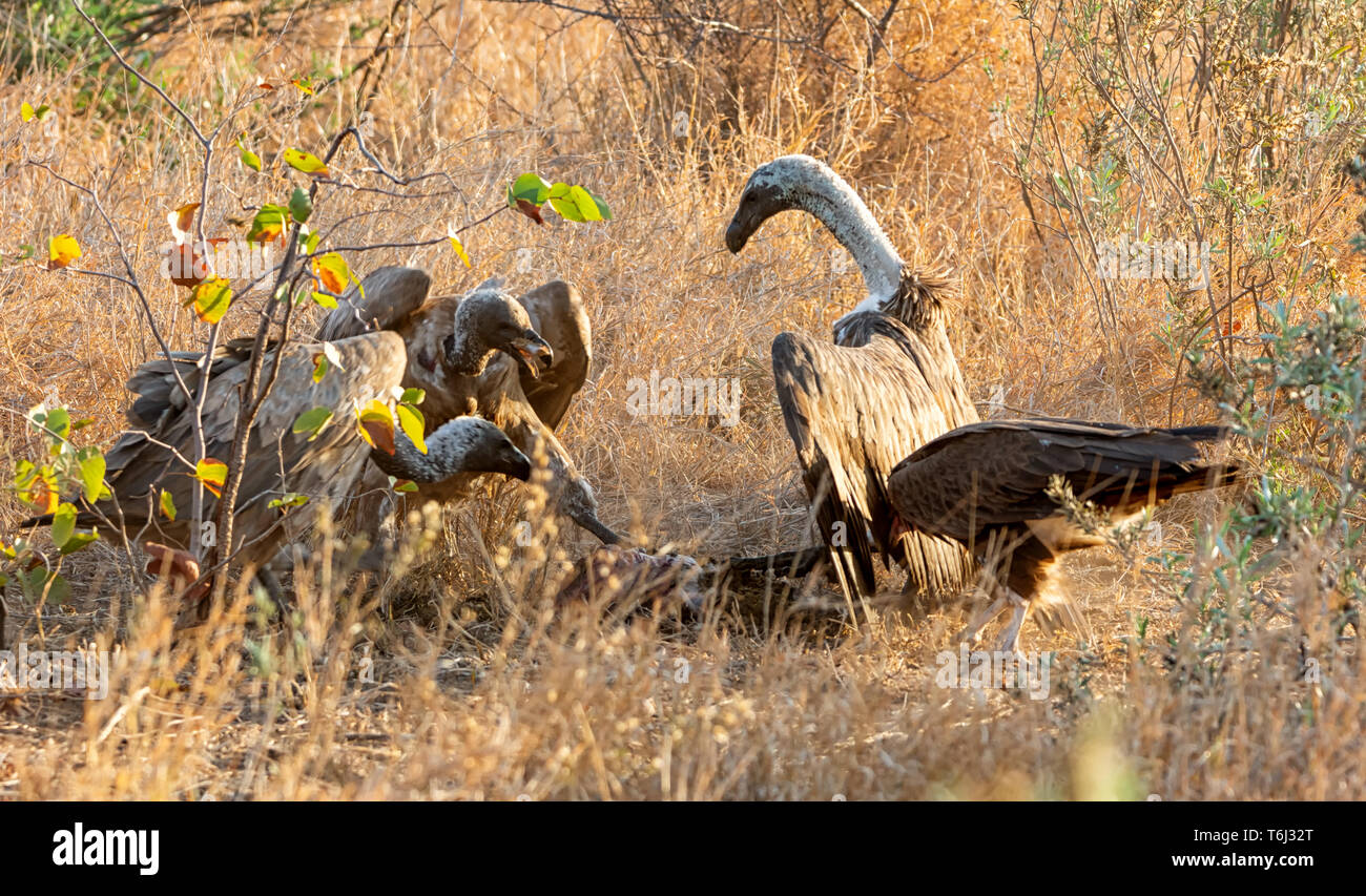 White-backed avvoltoi a una carcassa nel sud della savana africana Foto Stock