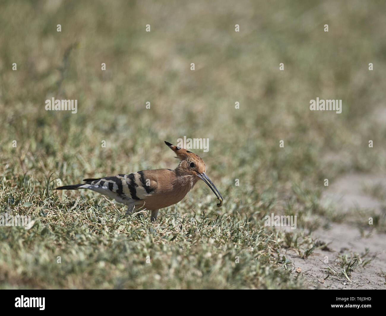 Eurasian upupa [Upupa epops] Foto Stock