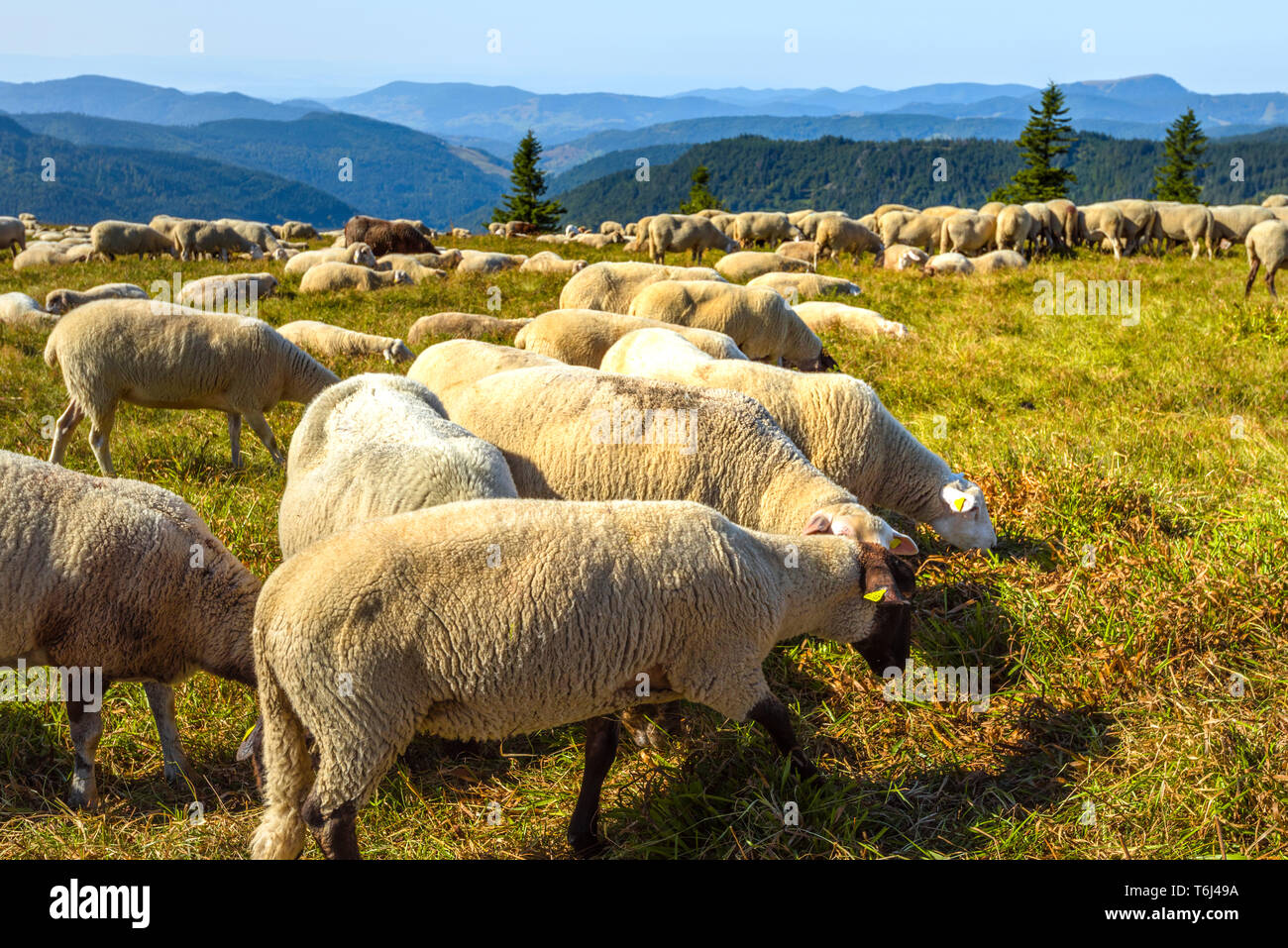 Allevamento di pecore pascola sulla collina del massiccio del Feldberg, Alta Foresta Nera, Germania, Sud del Parco Naturale della Foresta Nera Foto Stock
