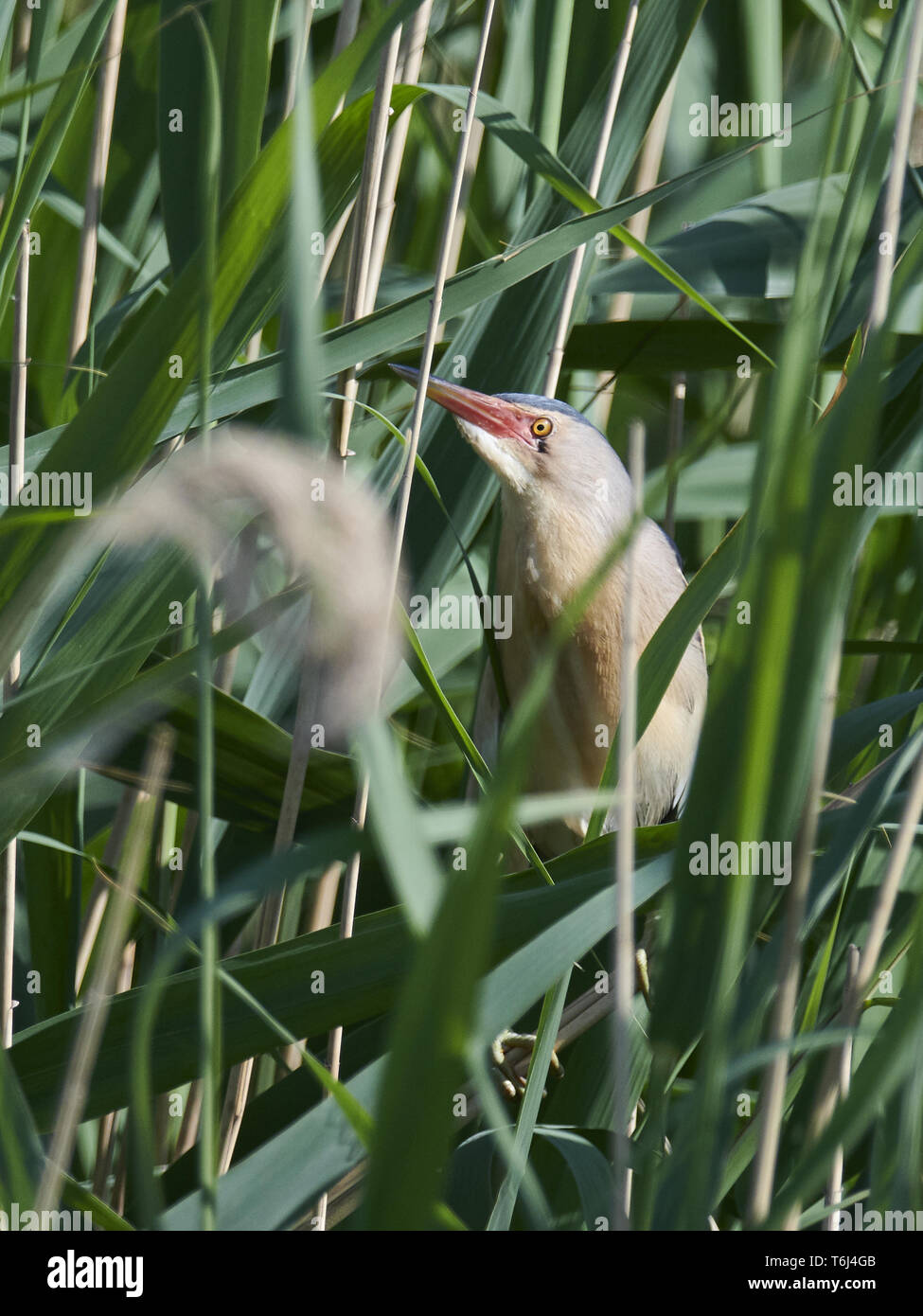 Tarabusino, comune tarabusino, Ixobrychus minutus, Zwergrohrdommel Foto Stock