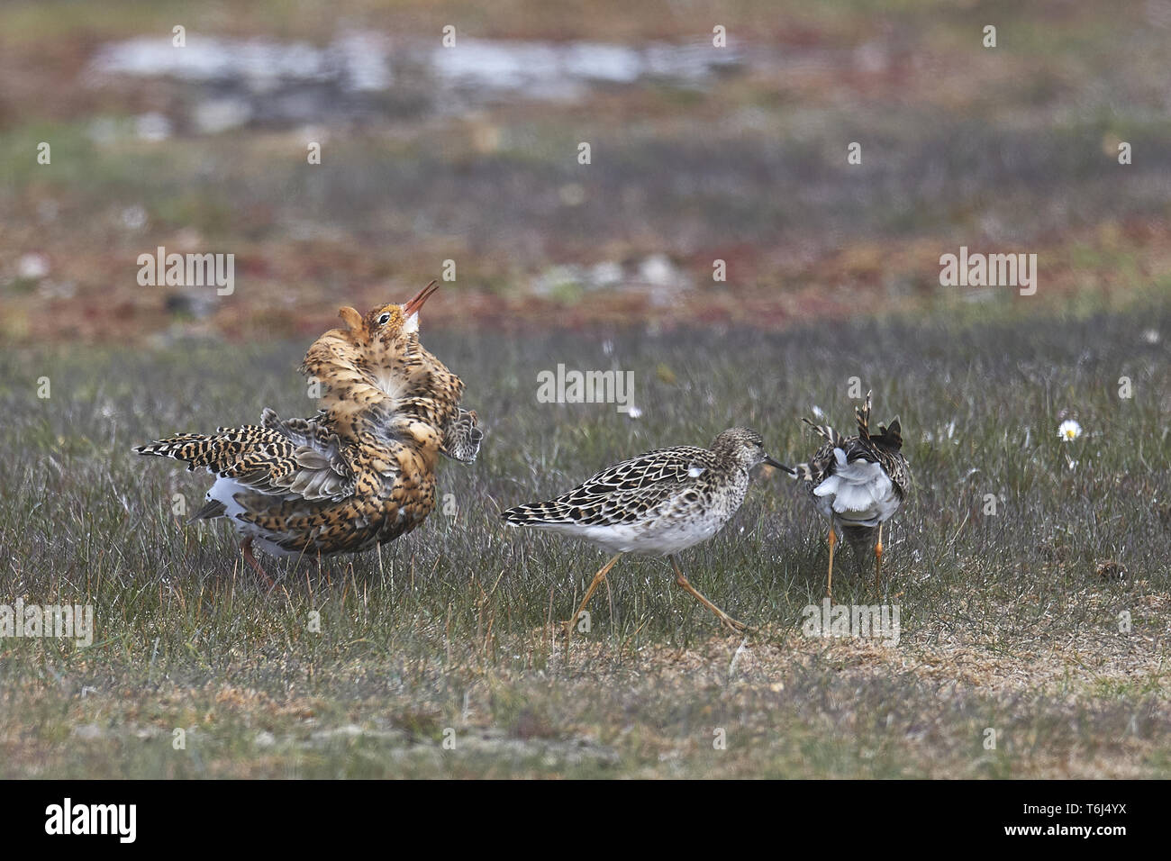 Ruff (Calidris pugnax), Europa Foto Stock