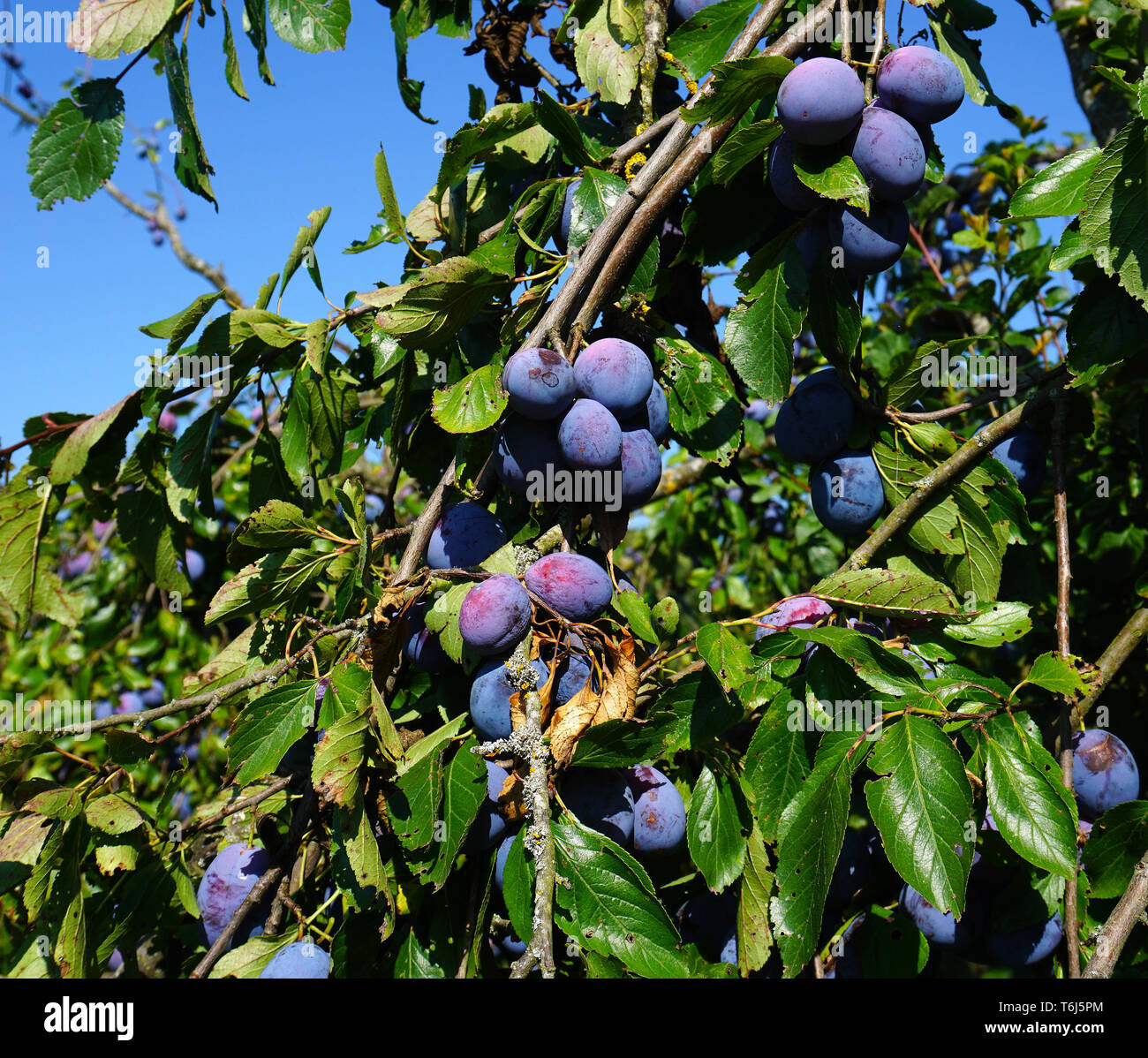 Unione prugna, comune prugna, Prunus domestica subsp. domestica Foto Stock