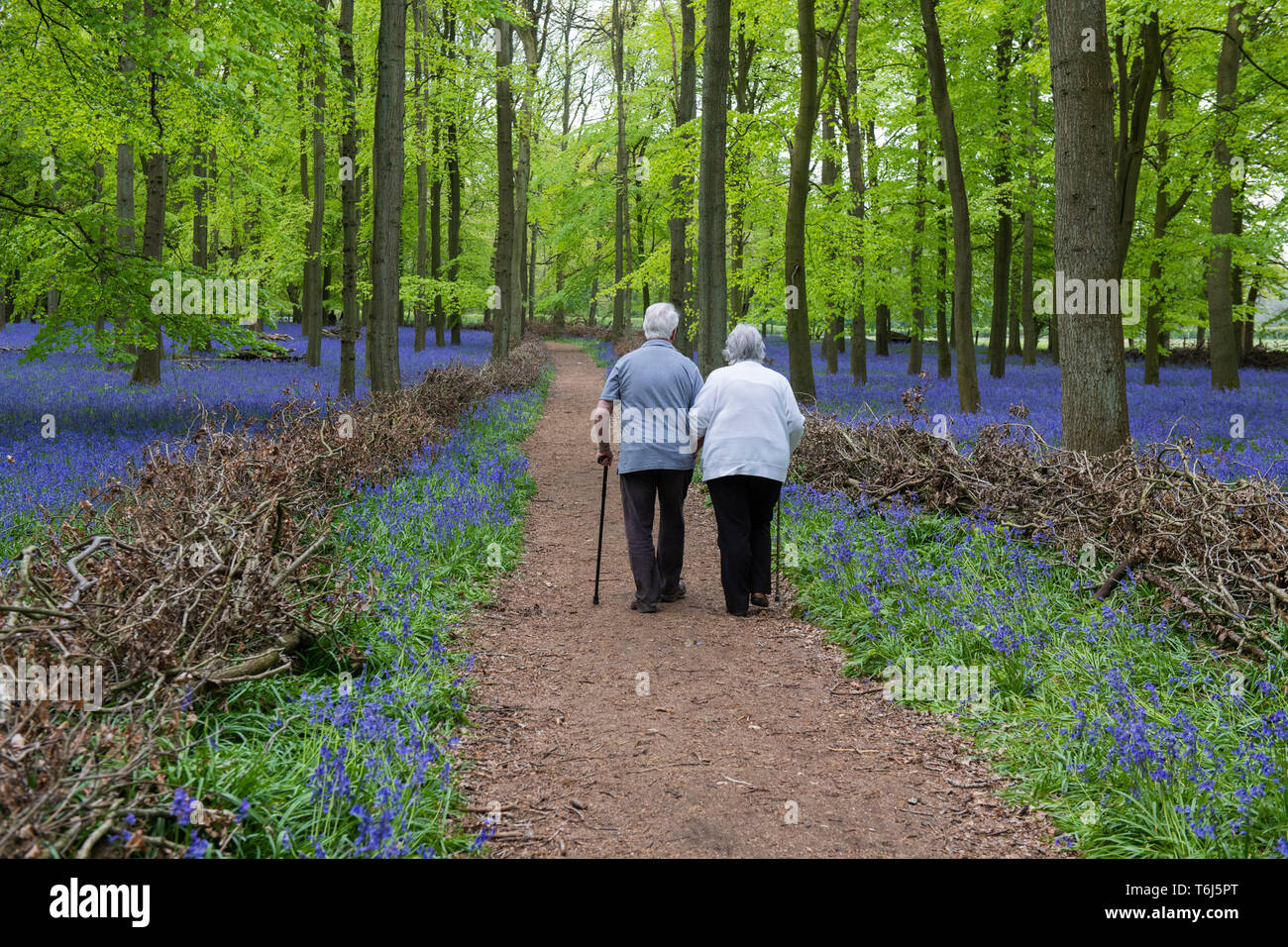 Due anziani a piedi attraverso Dockey legno, Ashridge Estate Regno Unito Foto Stock