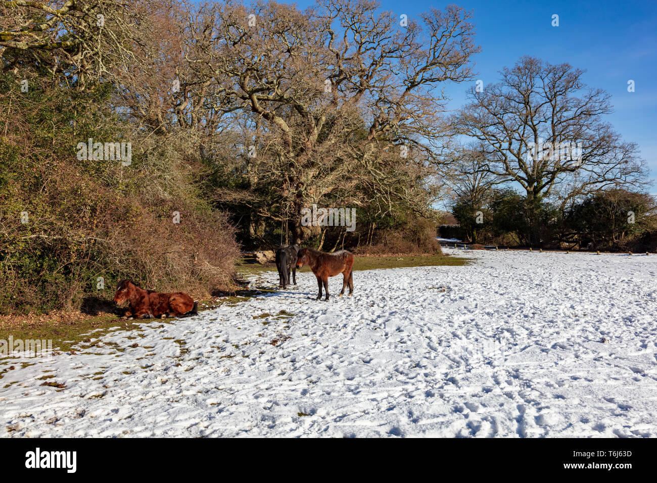 Pony a raccogliere Fritham nella nuova foresta nella speranza di essere alimentati durante l'inverno la neve, Hampshire, Regno Unito Foto Stock