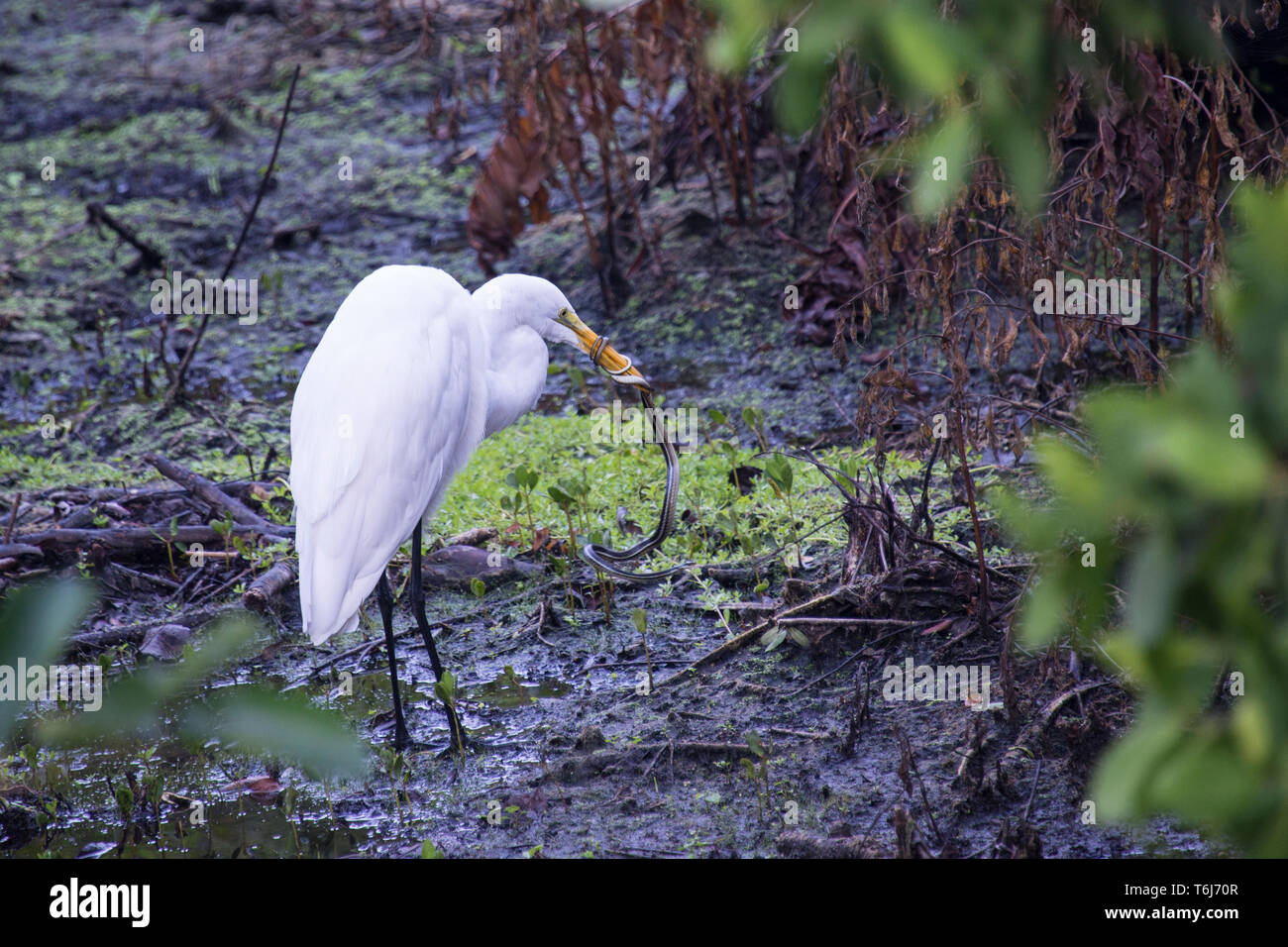 Airone bianco maggiore di mangiare un serpente Foto Stock
