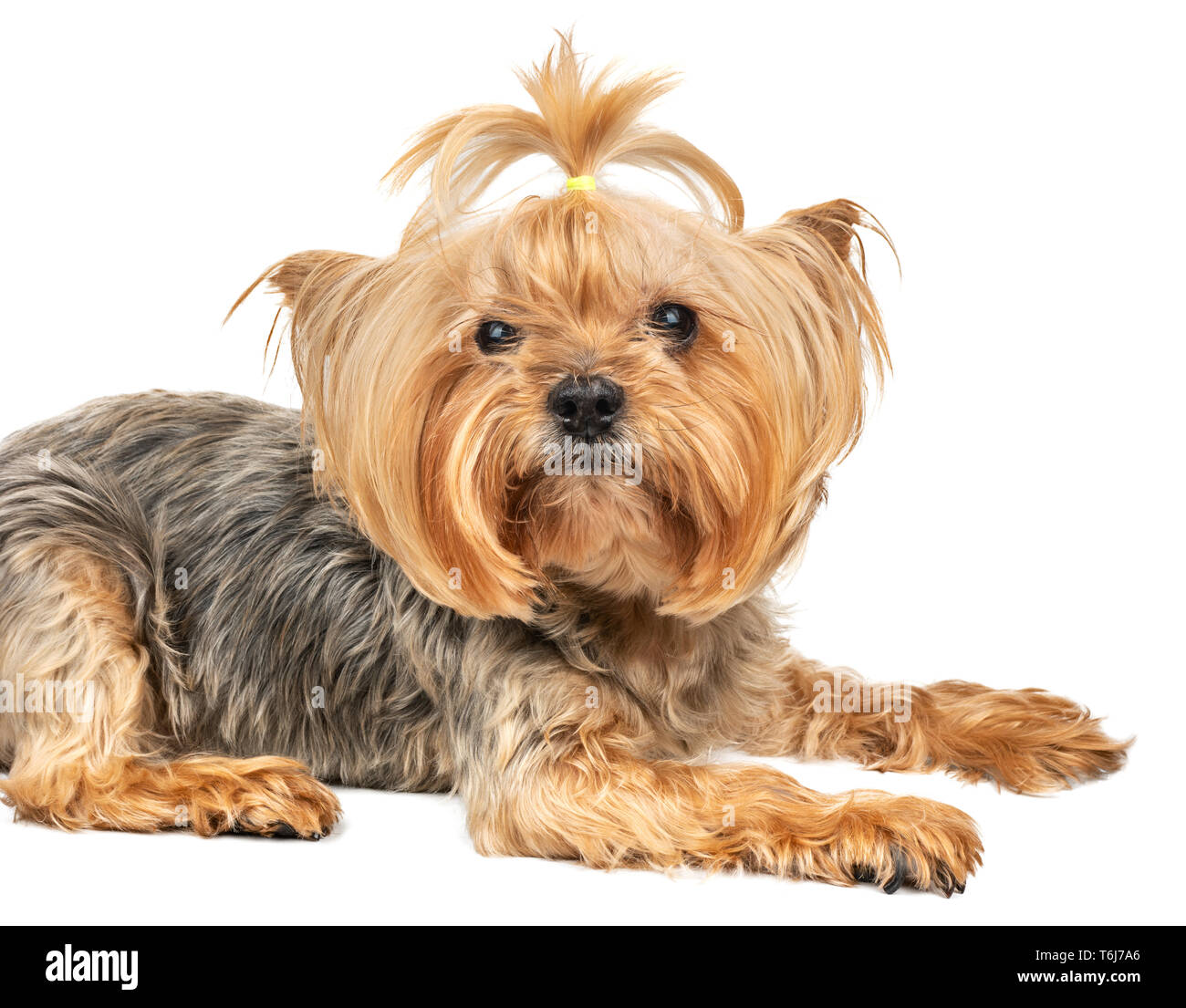 Yorkshire Terrier: Carattere, Cura E Alimentazione - Arca